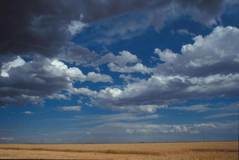 field blue sky and fluffy clouds